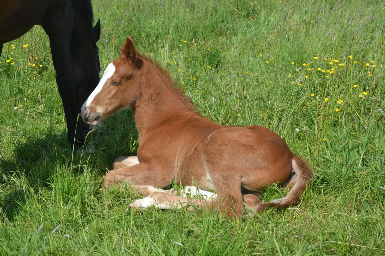 Gite Au Haras Les Aubiers Exterior photo